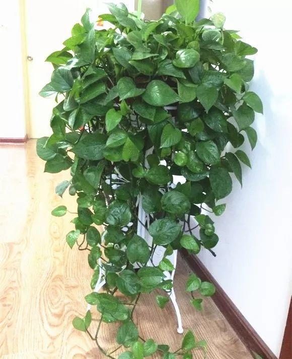 龙吐珠扦插:掌握技巧,轻松繁殖美丽绿植